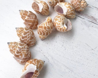 Large BABYLONIA SPIRATA Shells - 10 pieces, Large Seashells, Seashells, Natural Seashells, Shells, Craft Supply