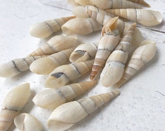 Small CERITHIUM VERTAGUS - 25 pieces, Small Seashells, Seashells, Natural Seashells, Shells, Craft Supply
