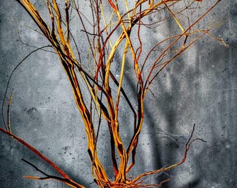 Driftwood Tree Branch, Beach Wood Sticks