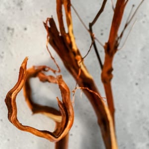 May include: Close-up of dried, twisted tree branches. The branches display a range of brown and tan hues, with a textured surface. The composition highlights the natural shapes and patterns of the wood, set against a neutral background.