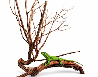 Natural Reptile Climbing Branch – Handcrafted Driftwood Habitat Déco