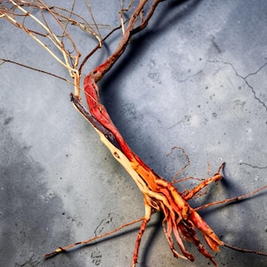 May include: A dried, multi-toned branch with exposed roots. The central trunk displays vibrant red and orange hues, transitioning to lighter shades of yellow and brown. Delicate, thin branches extend outwards, creating a natural, organic aesthetic.
