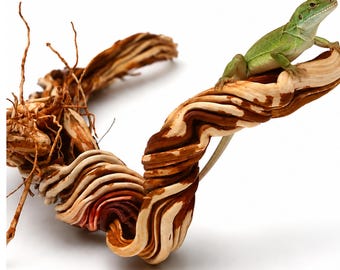 Natural Reptile Climbing Branch –32" Red Sand Fern Root - Habitat Décor