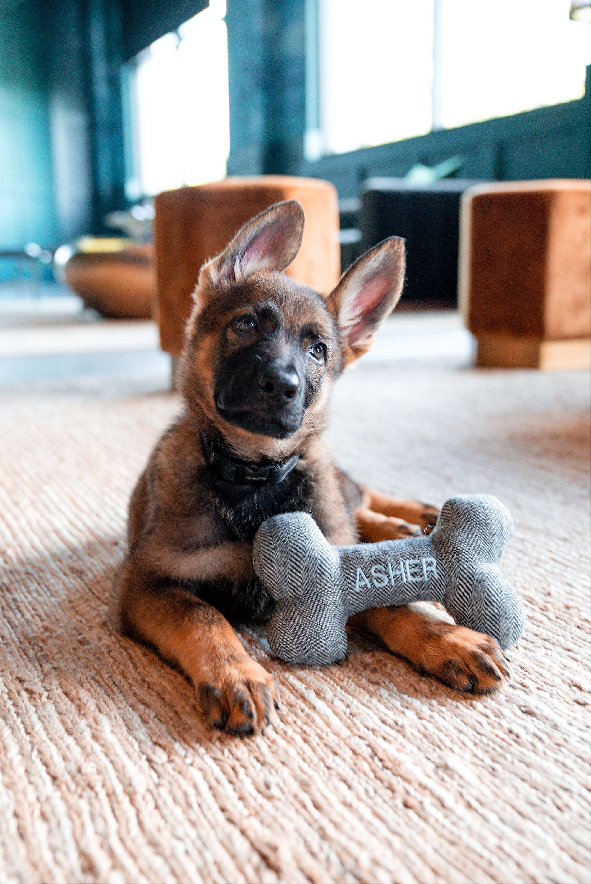 New Puppy Gift 60 Gift Ideas for 2024