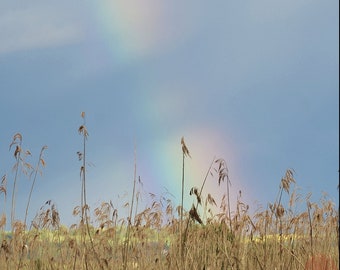 Farbnaturfotografie, Schilf und Regenbogen, Marin, Schweiz, druckbarer digitaler Sofort-Download