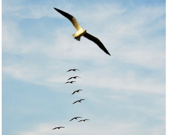 Color Animal Photography, Birds Flying, Mexico, Printable Digital Instant Download