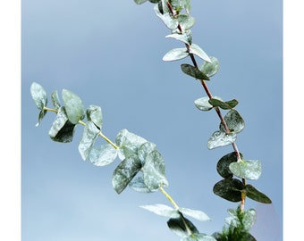 Color Botanical Photography, Green Plant on Blue Background, Printable Digital Instant Download