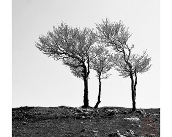 Black and White Nature Photography, Three Trees, Creu du Van, Val De Travers Switzerland, Printable Digital Instant Download