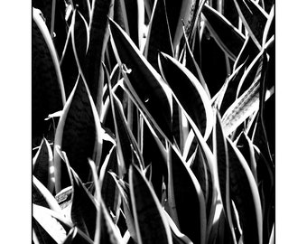 Black And White Photography, Plant Leaves, Printable Digital Instant Download