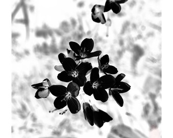 Black And White Botanical Photography, Flower With Inverted Colors , Switzerland, Printable Digital Instant Download