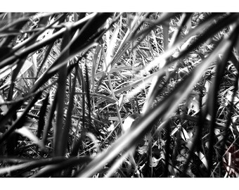 Black and White Nature Photography, Wild Grass, Printable Digital Instant Download