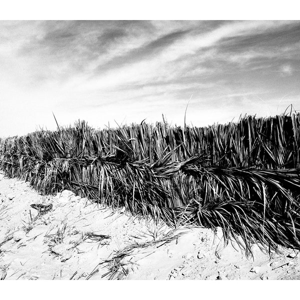 Black and White Analog Photography, Sand Barrier In The Desert, Sahara Tunisia, Printable Digital Instant Download