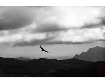 Black and White Landscape Photography, Zopilote Bird, Chiapas Mexico, Printable Digital Instant Download