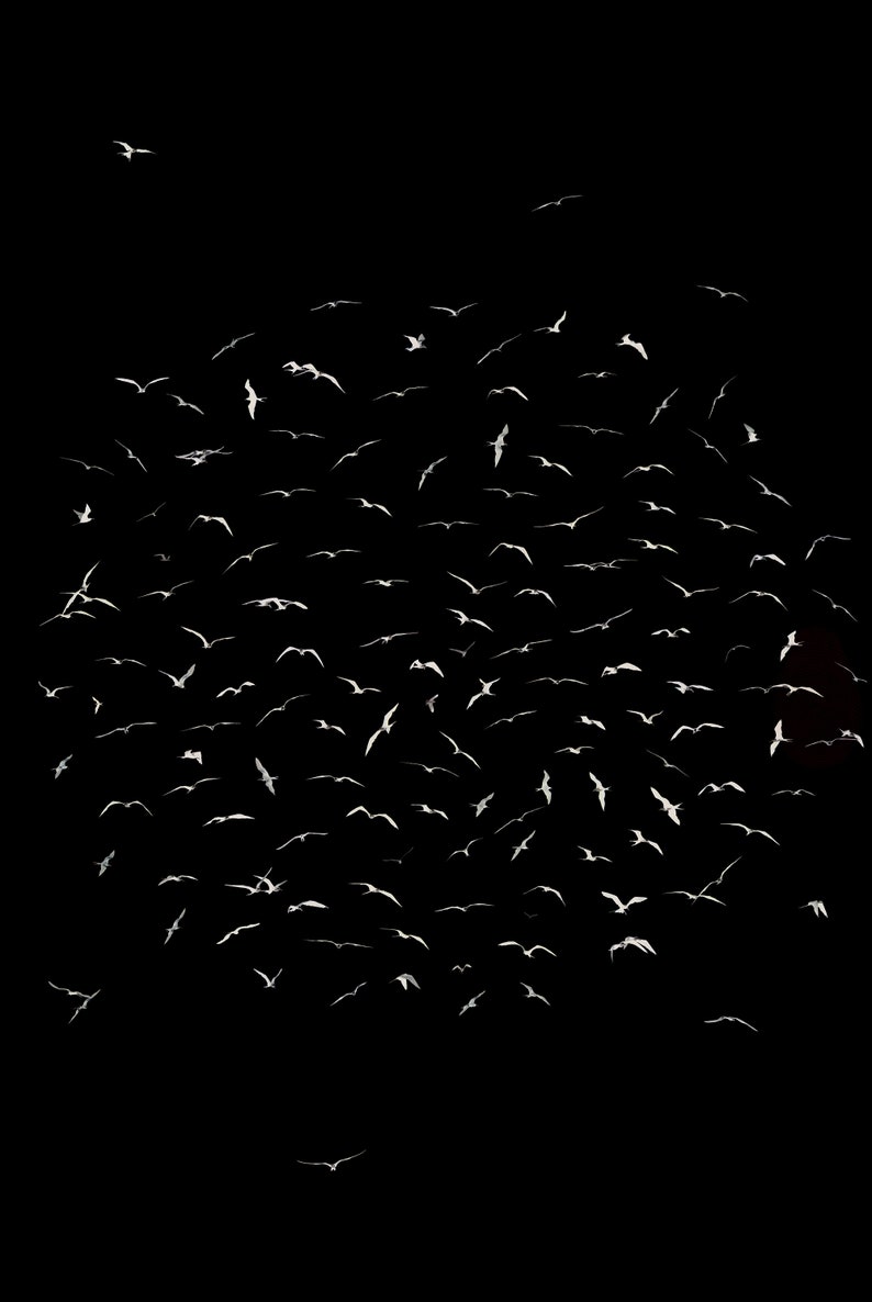 Black and White Bird Wall Art Minimalist Bird Digital Print Etsy