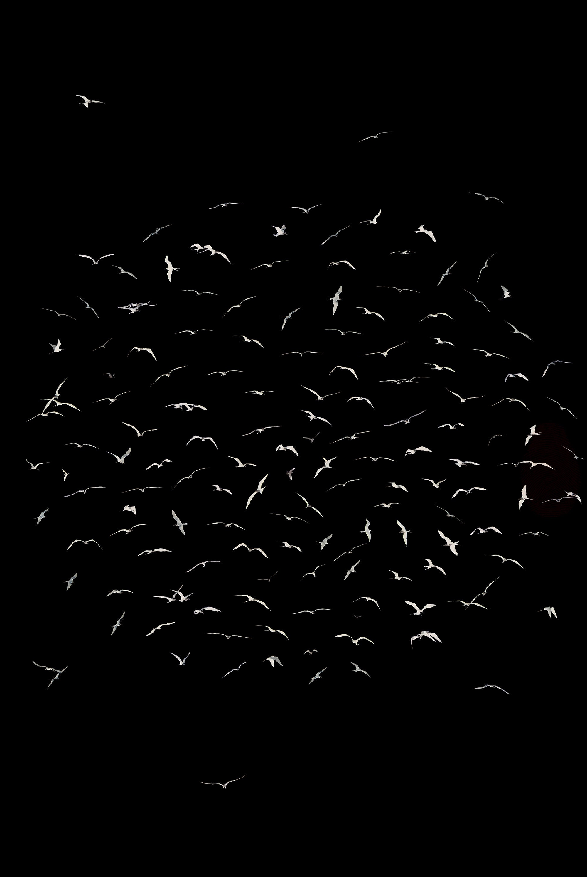 Black and White Bird Wall Art Minimalist Bird Digital Print Etsy