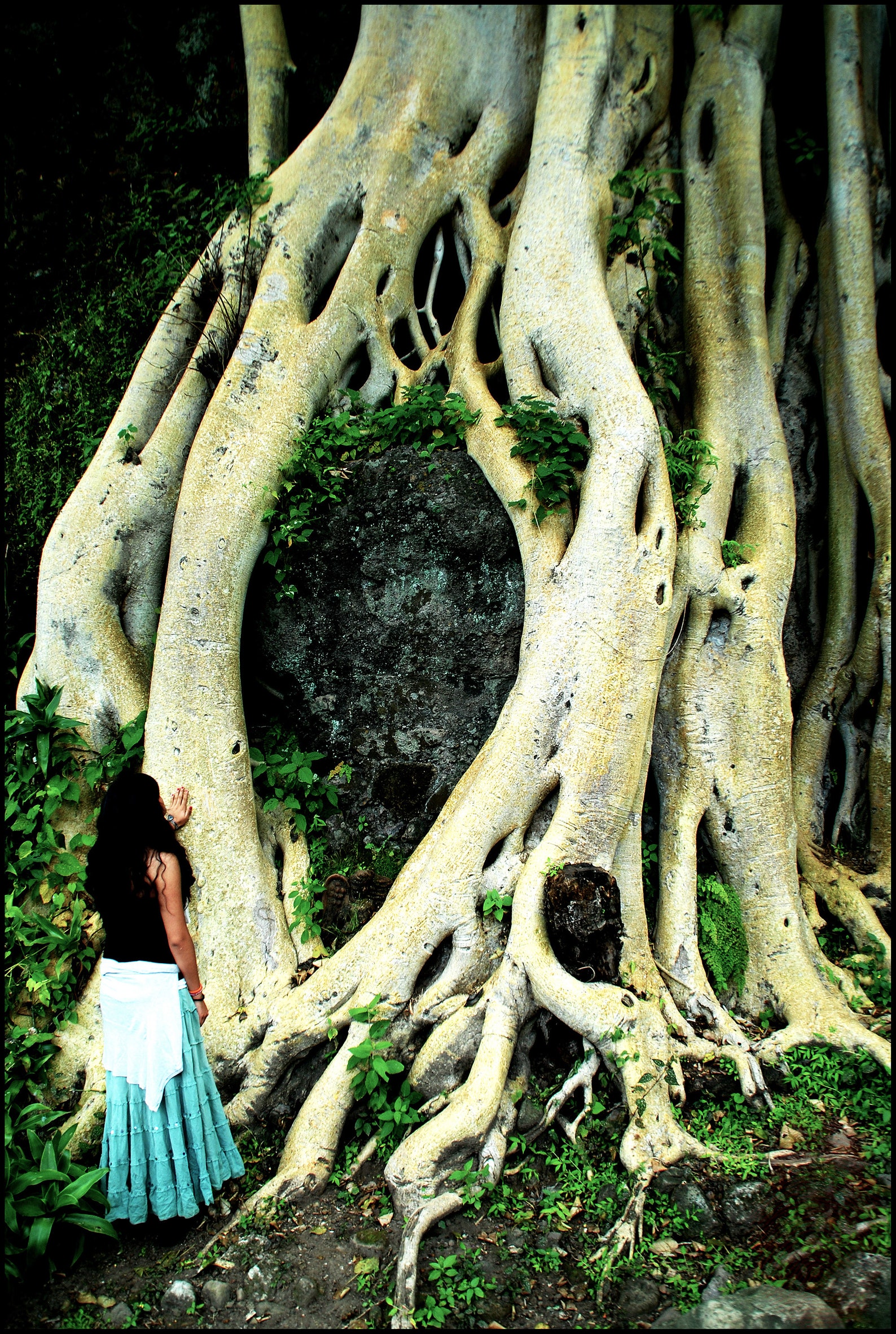 Tree Photography Wall Art Fine Art Wall Decor Amatlan de Etsy