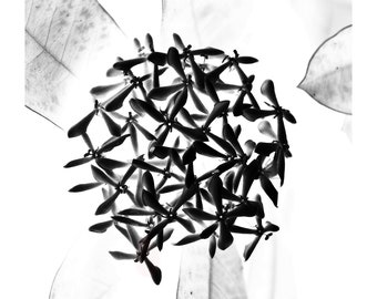 Black and White Nature Photography, Abstract Flower With Colors Inverted, Printable Digital Instant Download