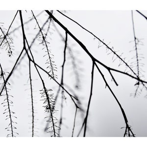 Color Nature Photography, Peaceful Small Tree Branches In Autumn, Mexico, Printable Digital Instant Download image 1