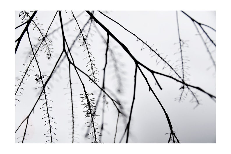 Color Nature Photography, Peaceful Small Tree Branches In Autumn, Mexico, Printable Digital Instant Download image 1