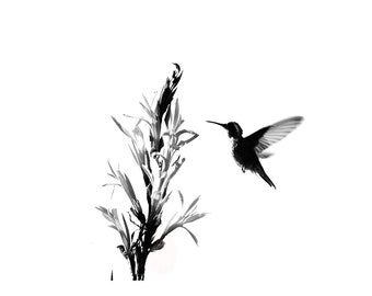 Black And White Bird Photography, Hummingbird Flying And Flower, Chiapas, Mexico, Printable Digital Instant Download