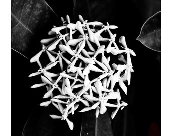 Black and White Botanical Photography, Abstract Flower, MexicoPrintable Digital Instant Download