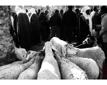 Black and White Photography, Sheeps at the Market, Tunisia, Analog Photography, Printable Digital Instant Download