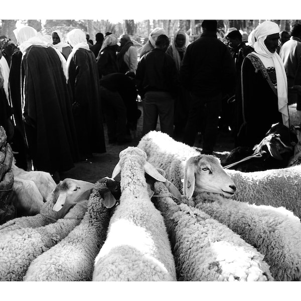 Black and White Photography, Sheeps at the Market, Tunisia, Analog Photography, Printable Digital Instant Download