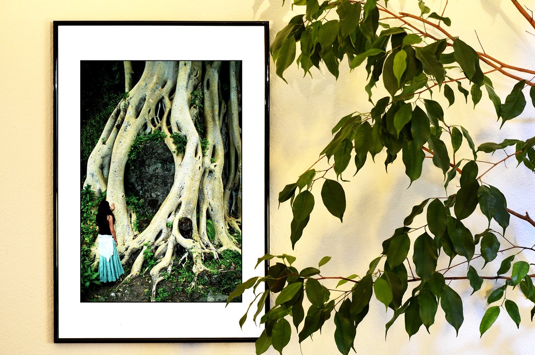 Tree Photography Wall Art, Fine Art Wall Decor, Amatlan De Quetzalcoatl