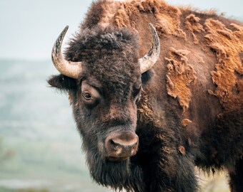 American Bison North Dakota Photography Print, Theodore Roosevelt National Park, Buffalo, Bison Photo, Bison Print, North Dakota Photos