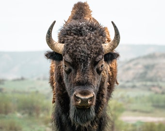 Bison Stare North Dakota Photography Print, Theodore Roosevelt National Park, Buffalo, Bison Photo, Bison Print, North Dakota Photos