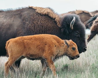 Buffalo with Calf North Dakota Photography Print, Theodore Roosevelt National Park, Buffalo, Bison Photo, Buffalo Print, North Dakota Photos