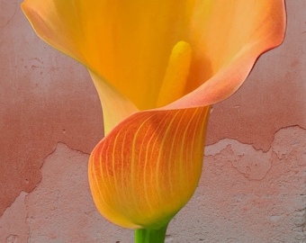 Orange Calla Lily Floral Print,  Calla Lily Against Stone Wall Print,  Exotic Floral Print