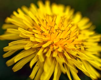 Dandelion Curlicues (digital download)