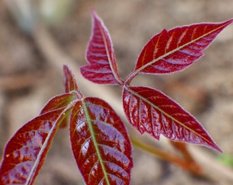 Japanese Maple Shoot  (digital download)