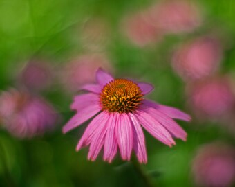 Coneflower 1 (digital download)