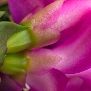 Könnte beinhalten: Nahaufnahme einer leuchtend rosa Blume mit zarten Blütenblättern. Das Zentrum der Blume ist ein tiefes Magenta, mit helleren Rosatönen zu den Rändern hin. Grüne Blätter und Stiele bilden einen Kontrast. Eine Makroaufnahme, die die Textur hervorhebt.