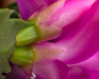 Lucent Buds  (digital download)