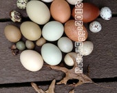 Nature Photography, Instant Downloadable File // Fall Egg Mix with Oak Leaves // home decor // photos // picture