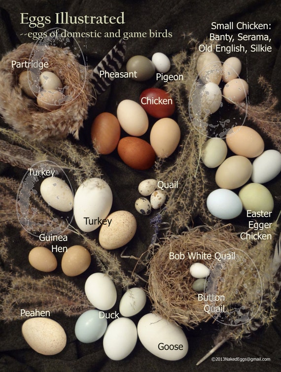 Bird Egg Identification Chart