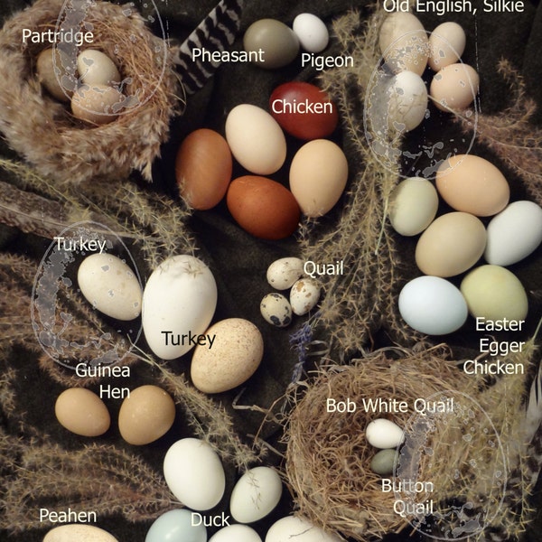 Eggs Illustrated Postcard, Oversized// egg identification guide // Natural History // Education //Teachers // egg collection // home school