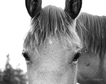 Black and White Horse Photograph, Horse Home Decor, Rustic Decor, Horse Wall Art, Animal Wall Art, Country Decor, Horse Photo Print