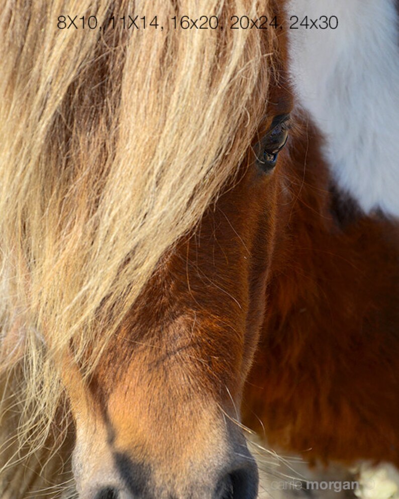 Horse Photography, Brown Paint Miniature Horse Photo, Western Home