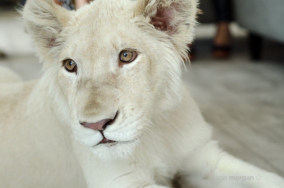 White Lion Photography, Wild Animal Photography, Lion Cub Photo, Baby  Animal Wall Art, Safari Decor, Lion Art, Baby Lion Photo Print - Etsy