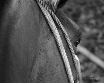 Horse Photography, Black and White Horse Photograph, Horse Home Decor, Black and White Rustic Decor, Horse Wall Art, Horse Lover Gift