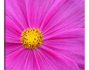 Pink Cosmos Flower Canvas Wrap, Contemporary Floral Wall Art