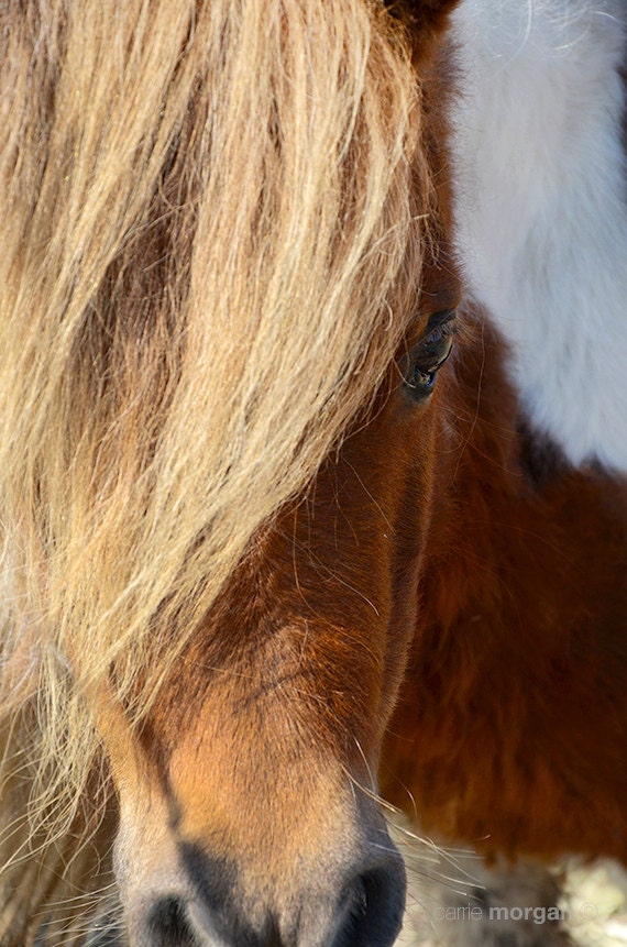 Horse Photography, Brown Paint Miniature Horse Photo, Western Home