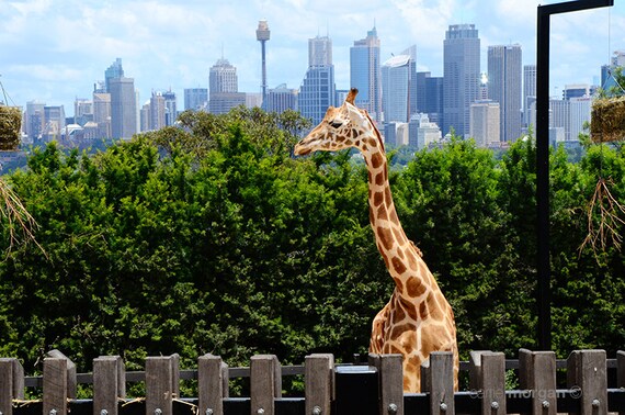 Giraffe and Sydney Skyline Print, Zoo Animal Photography, Safari Decor