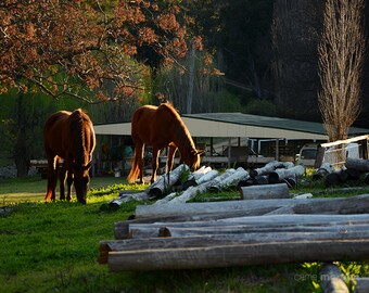 Horse Photography, Chestnut Horse Photograph, Farm Decor, Rustic Home Decor, Horse Wall Art Print, Equine Art, Horse Decor, Countryside