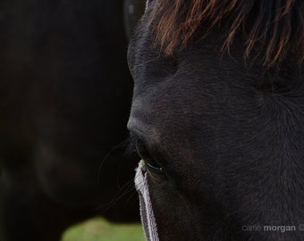 Black Australian Stock Horse Photo, Equine Wall Art