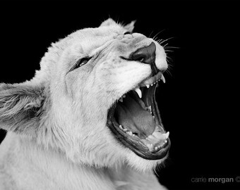 Black and White Photography, Lion Photograph, Lion Cub Photo, White Lion Photo, Black and White Animal Photography, Wildlife Photography